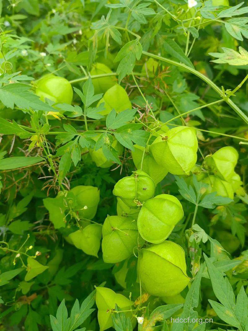 倒地铃的功效与作用