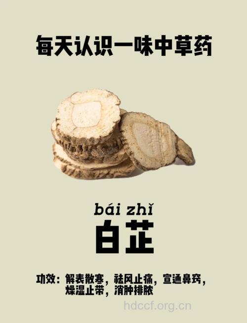滇白芷的功效与作用