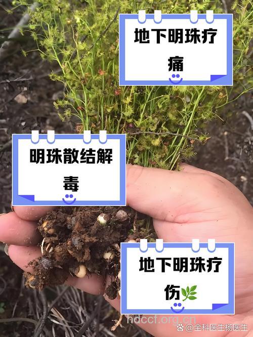 地下明珠的功效与作用
