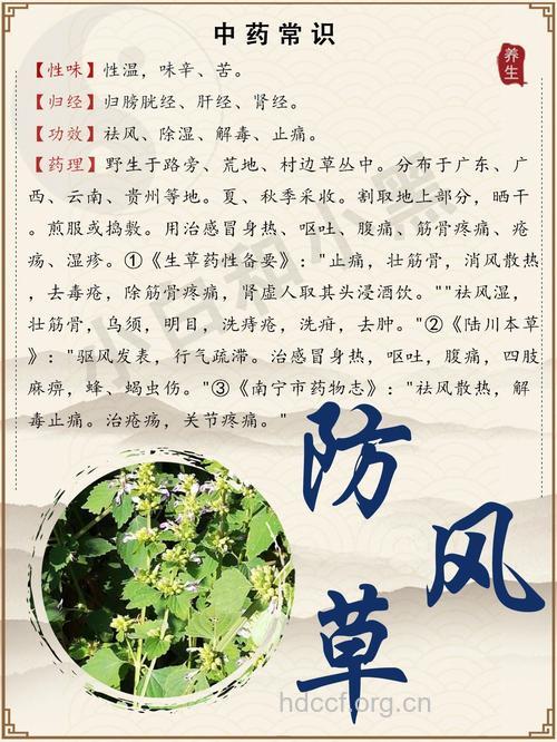 防风草的功效与作用