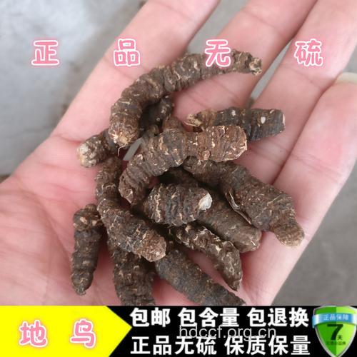地乌的功效与作用