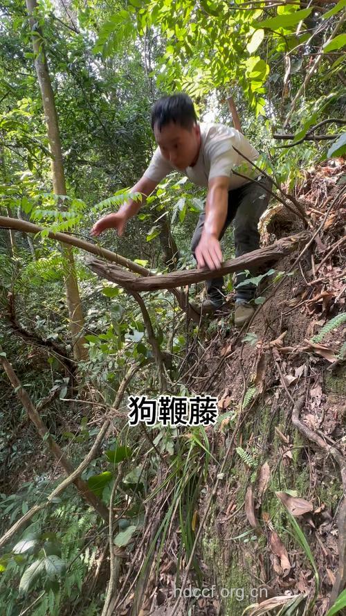 狗筋蔓的功效与作用