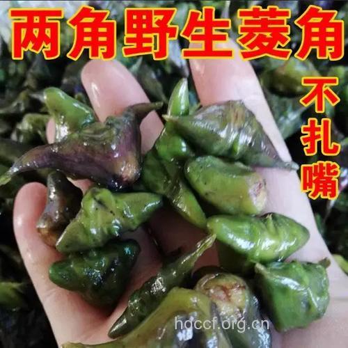 刺菱的功效与作用