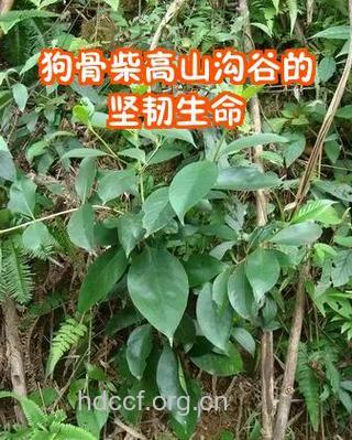 狗骨柴的功效与作用