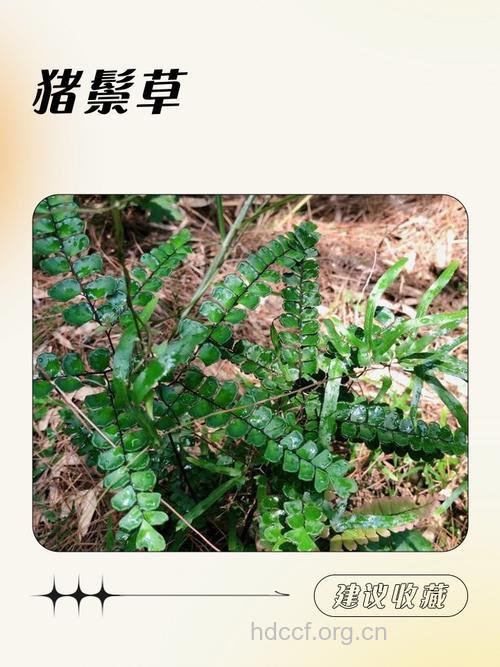 凤尾猪鬃草的功效与作用