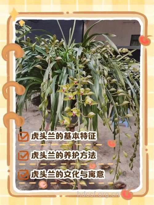虎头兰的功效与作用