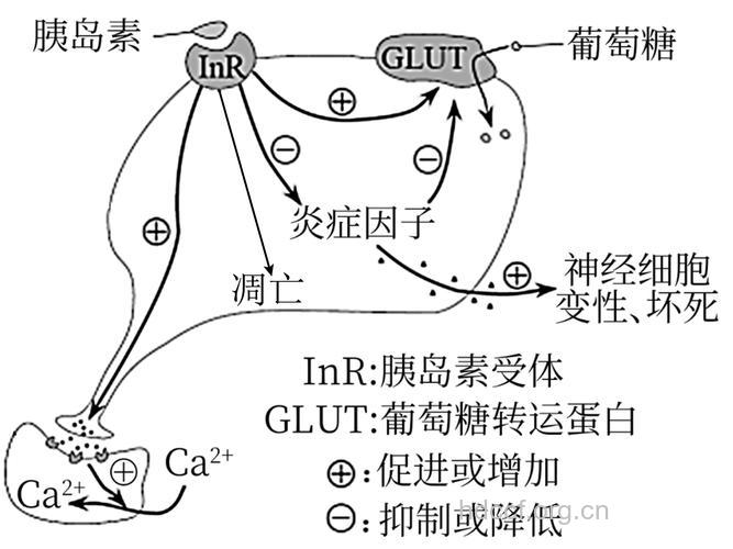 胰岛素信号通路对寿命的影响