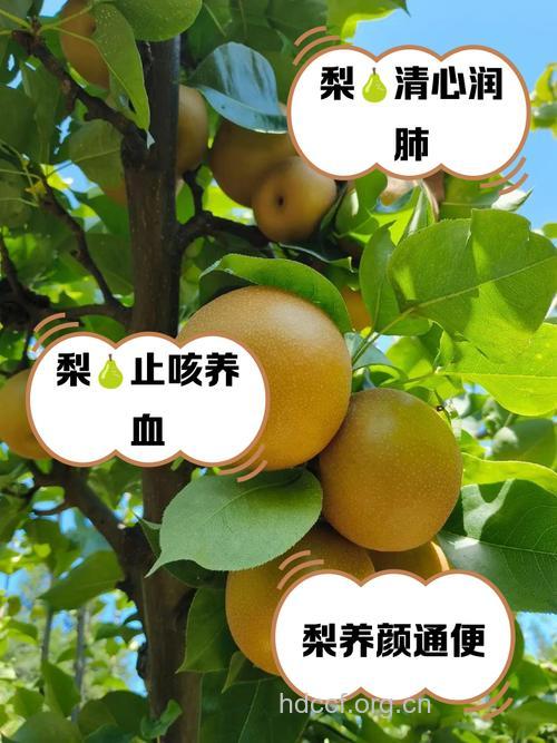 川梨的功效与作用