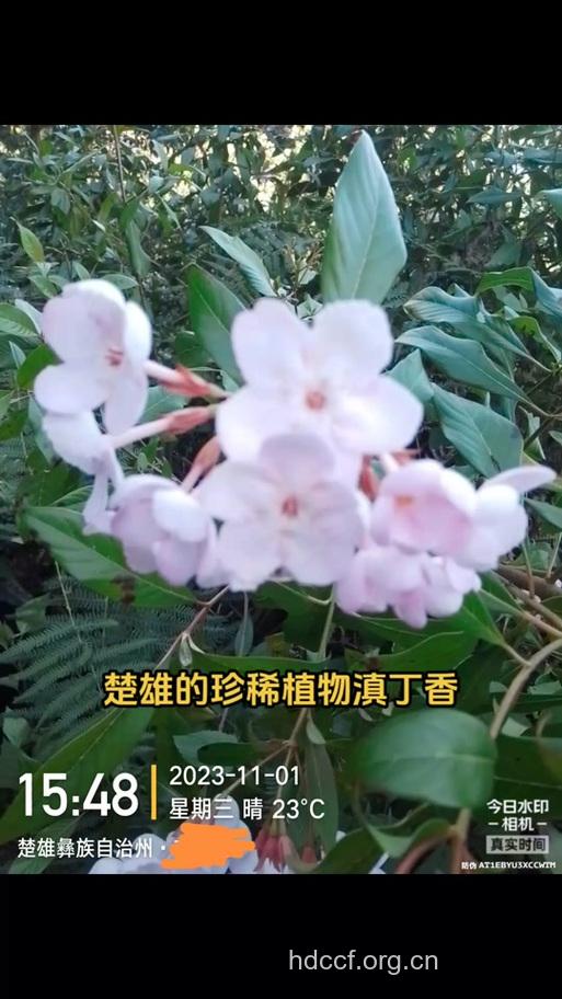 滇丁香的功效与作用