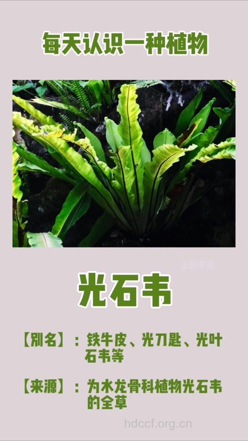 光石韦的功效与作用