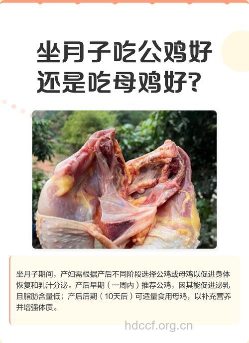 冬季进补吃公鸡好还是母鸡