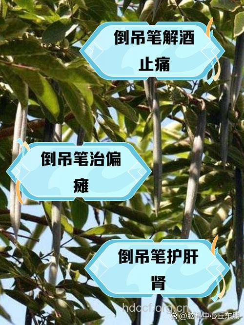 倒吊笔叶的功效与作用