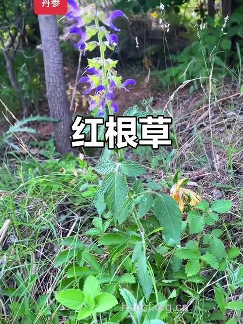 红梗草根的功效与作用