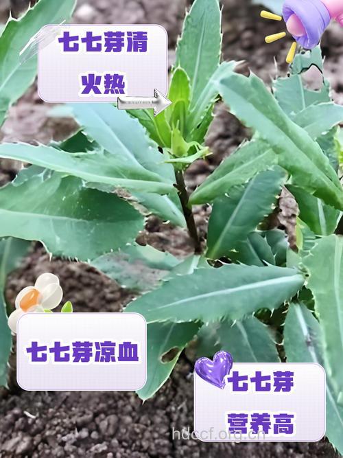 豆叶七的功效与作用