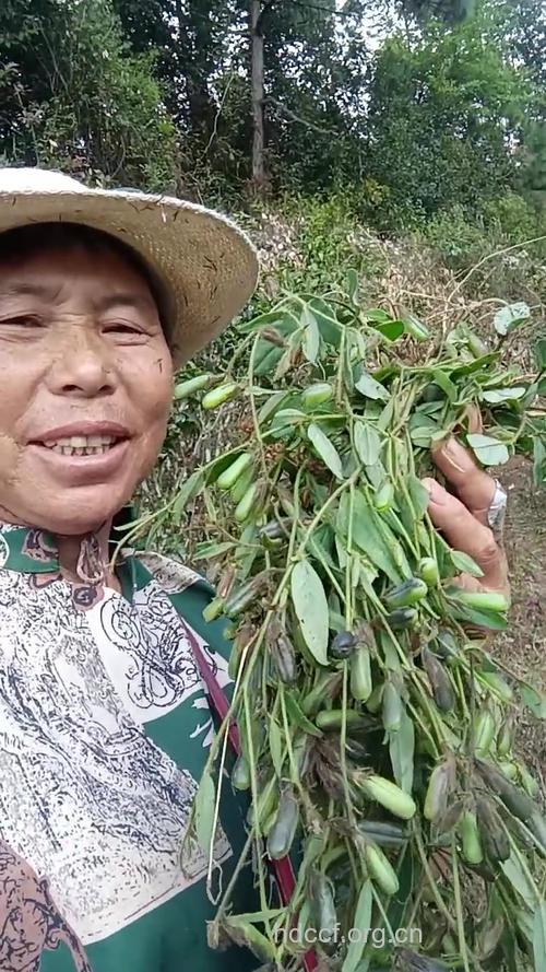 狗响铃的功效与作用