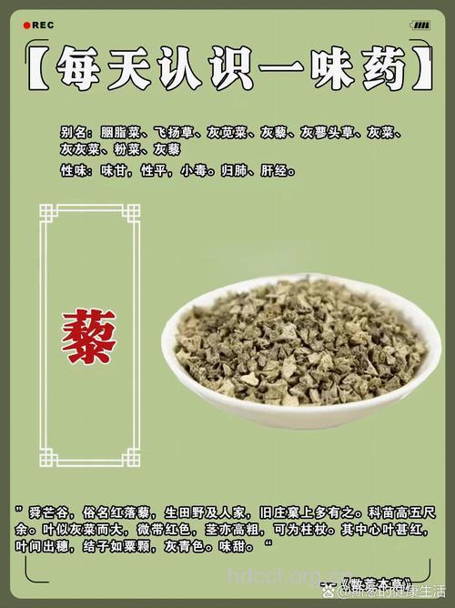 大叶藜的功效与作用