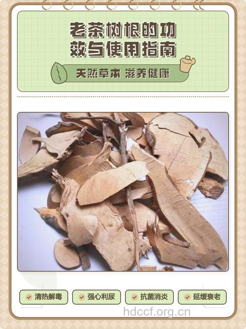 茶树根的功效与作用