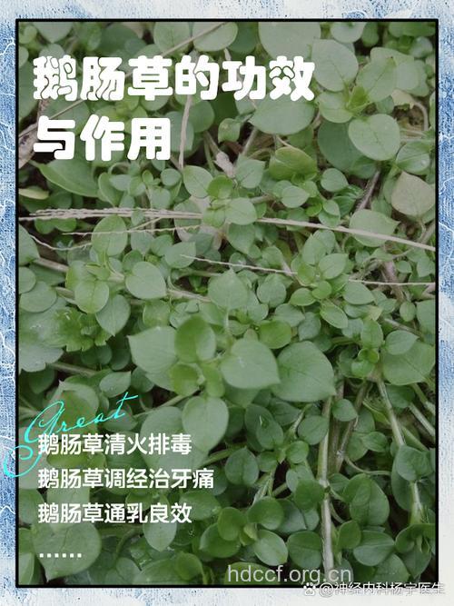 鹅肠草的功效与作用