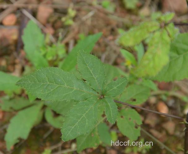 糙叶五加的功效与作用