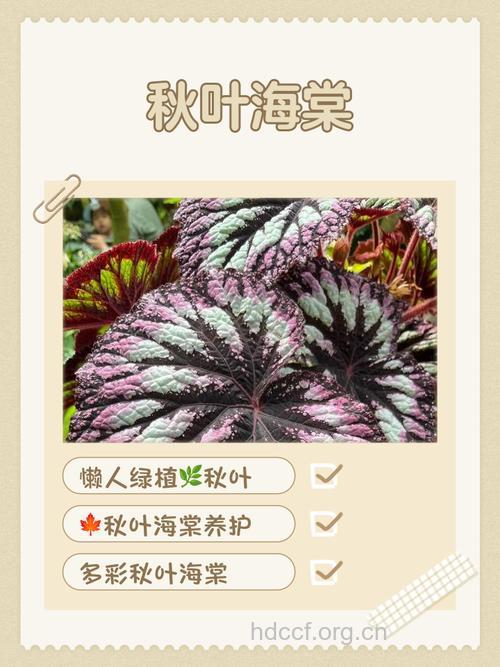 花叶秋海棠的功效与作用