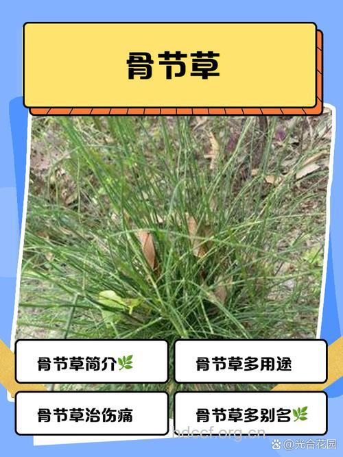 骨节草的功效与作用