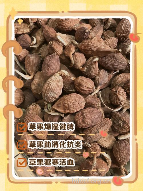 火炮草果的功效与作用