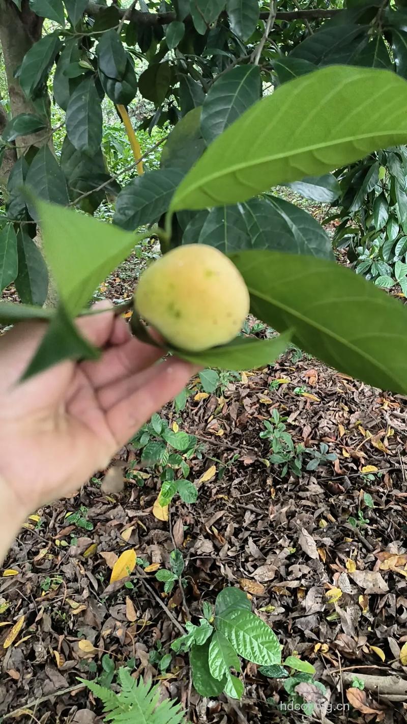 狗核树的功效与作用