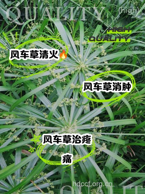 华风车子叶的功效与作用