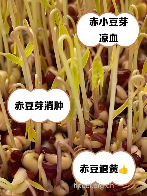 赤小豆芽的功效与作用