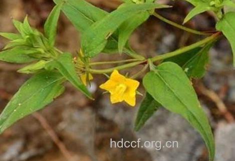 红毛对筋草的功效与作用