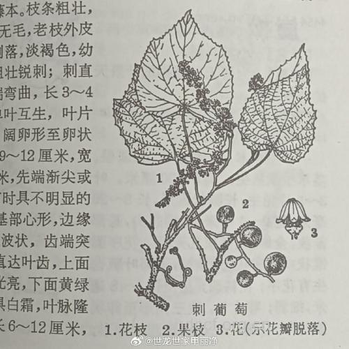刺葡萄根的功效与作用