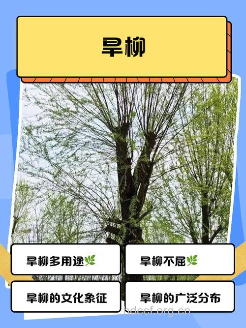 旱柳的功效与作用