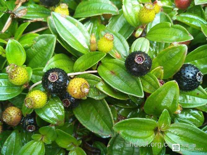 地柑的功效与作用