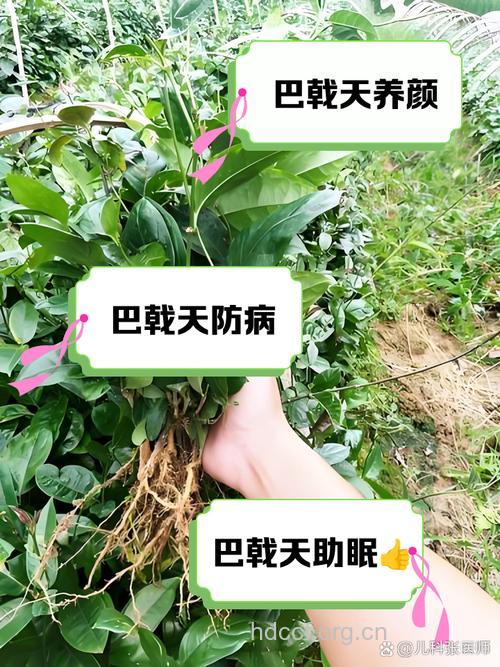 大果巴戟的功效与作用