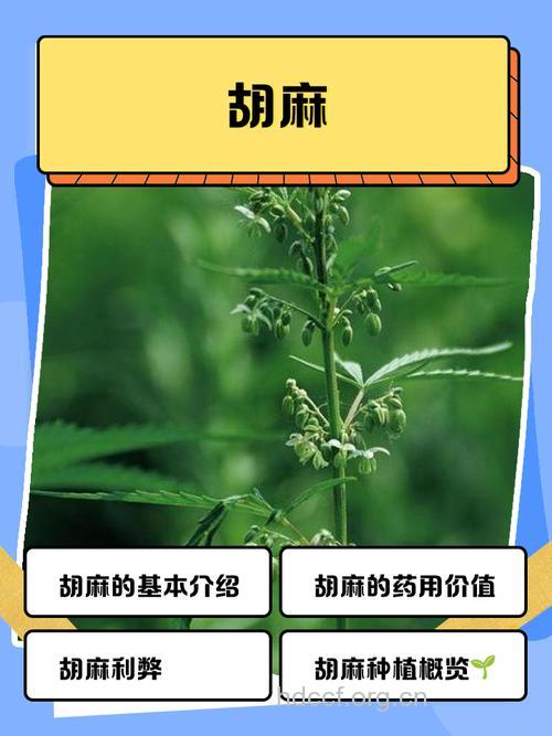 胡麻叶的功效与作用