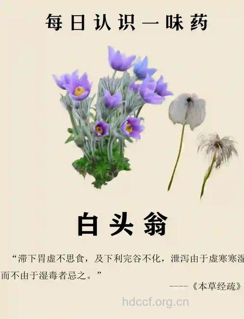 大叶白头翁的功效与作用