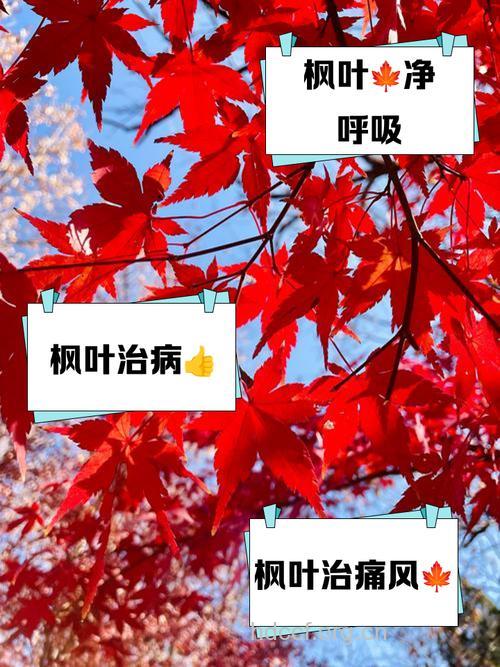 红叶树子的功效与作用