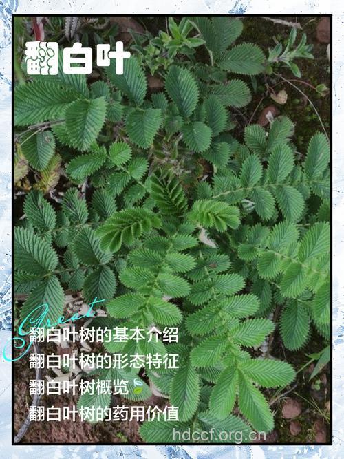 翻白叶的功效与作用