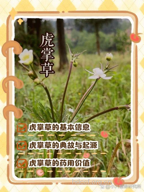虎掌草的功效与作用