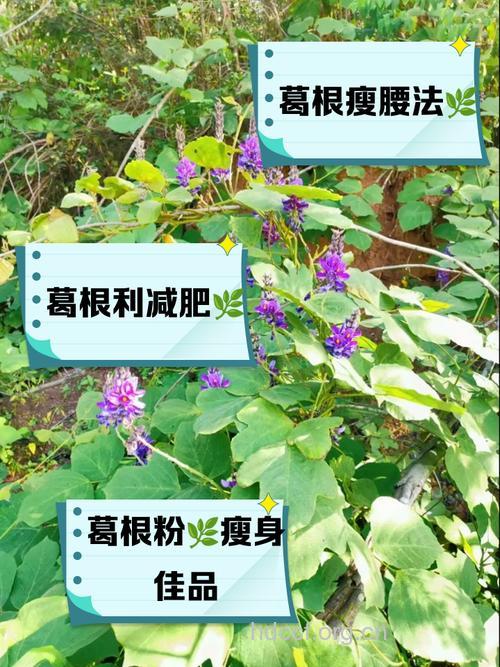 葛蔓的功效与作用