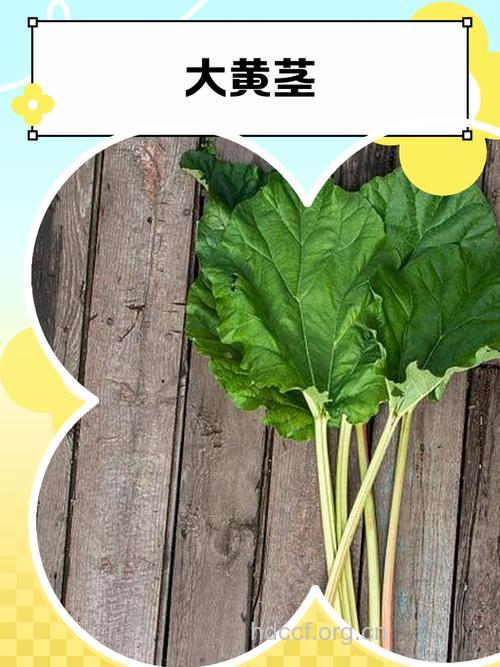 大黄茎的功效与作用