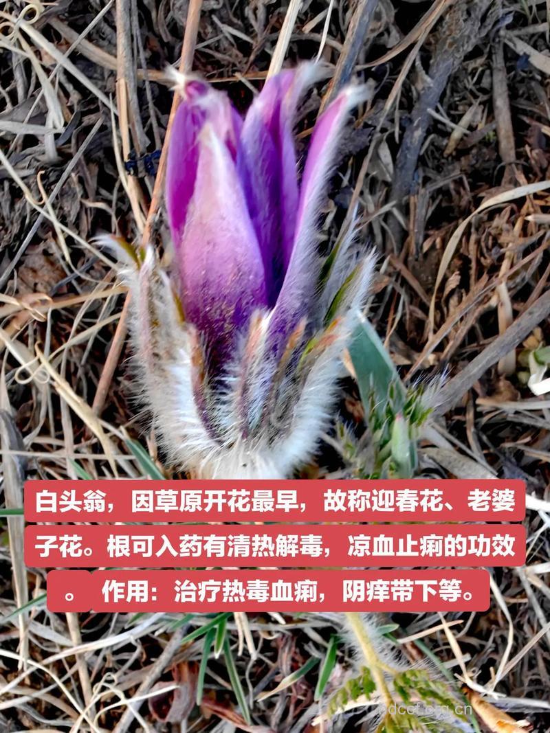 华紫报春花的功效与作用