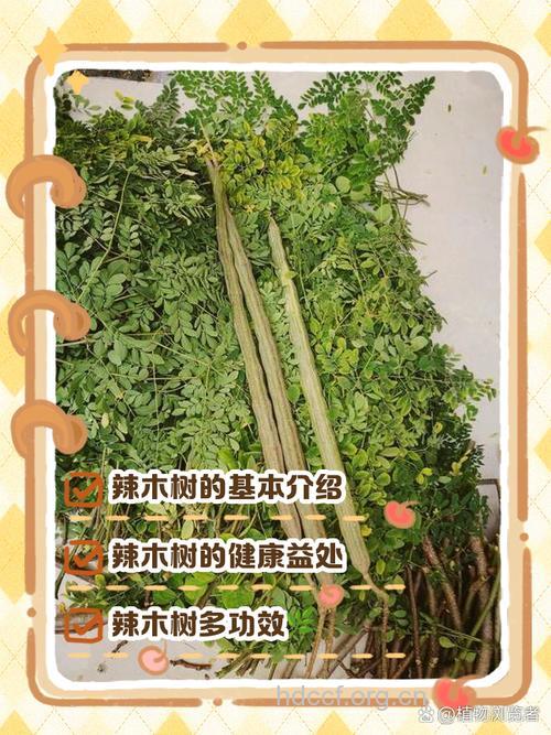 红辣树根的功效与作用