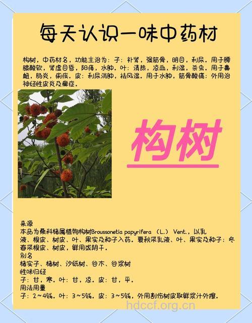 构树的功效与作用