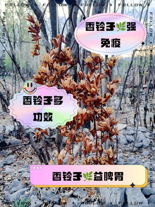 钝齿铃子香的功效与作用