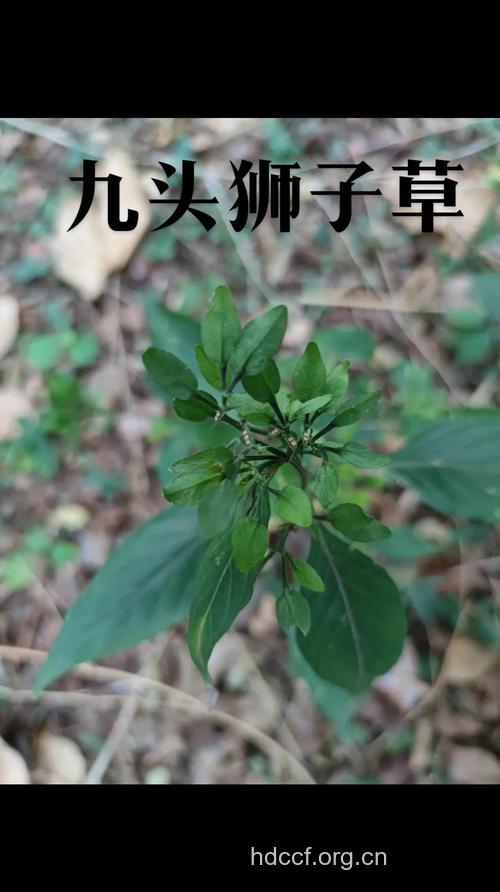九头草的功效与作用