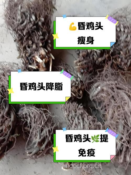 昏鸡头的功效与作用