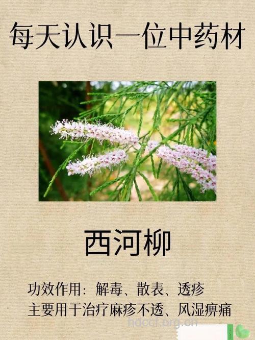 柽柳花的功效与作用