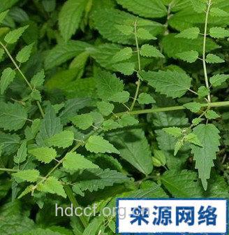 峨眉香科科的功效与作用