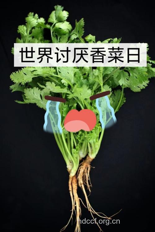 香菜哪些人不宜食用？